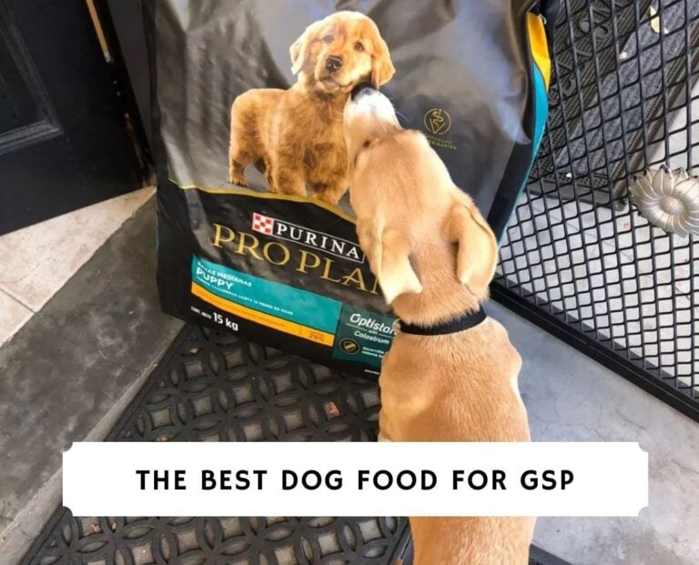 The Best Dog Food for GSP