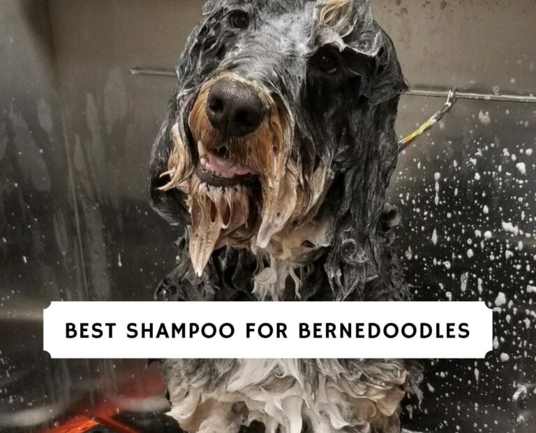 Best Shampoo for Bernedoodles