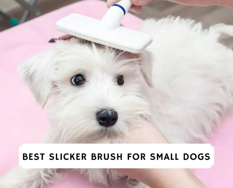 Best Slicker Brush For Small Dogs