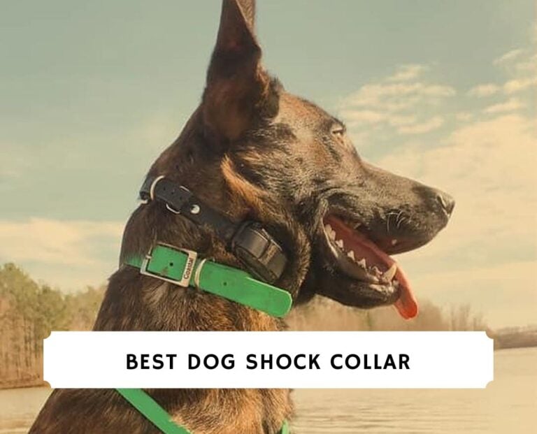 Best dog shock collar