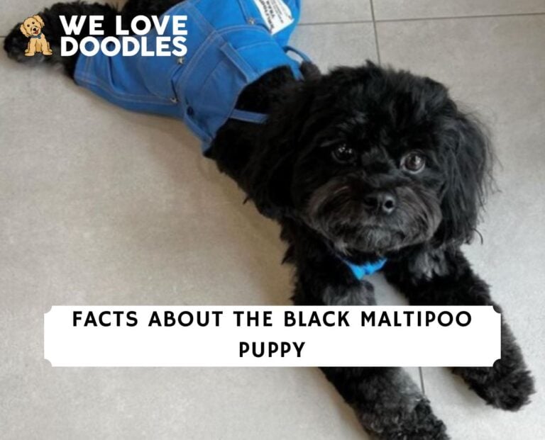 Black Maltipoo Puppy