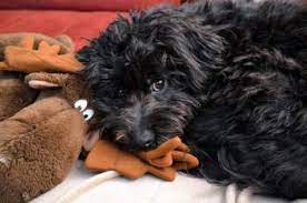 A Black Maltipoo is One of The Rarest Colors