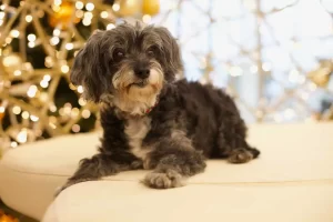 A Black Maltipoo's Coat Can Slowly Change Colors Over Time