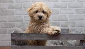 The Maltipoo Has Many Different Nicknames