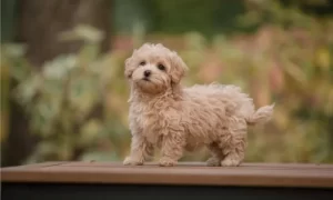 A Black Maltipoo is Single-Coated