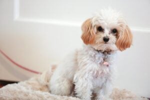 There Are Three Different Black Maltipoo Sizes