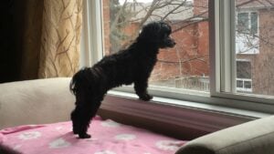 A Black Maltipoo Can Get Bored Easily