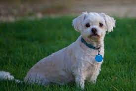 Maltipoo Requires a Lot of Grooming Regardless of Colors