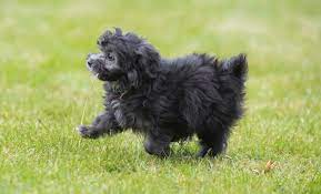 The Black Maltipoo is a Relatively New Crossbreed