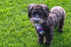 A Black Maltipoo Puppy is More Expensive