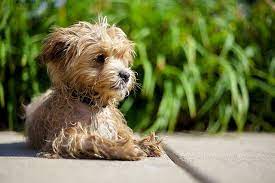 The Black Maltipoo Won't Do Well in Hot Weather