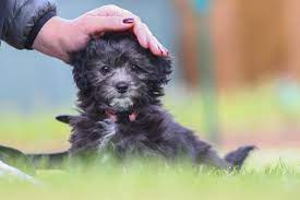 A Black Maltipoo Can Suffer From Separation Anxiety