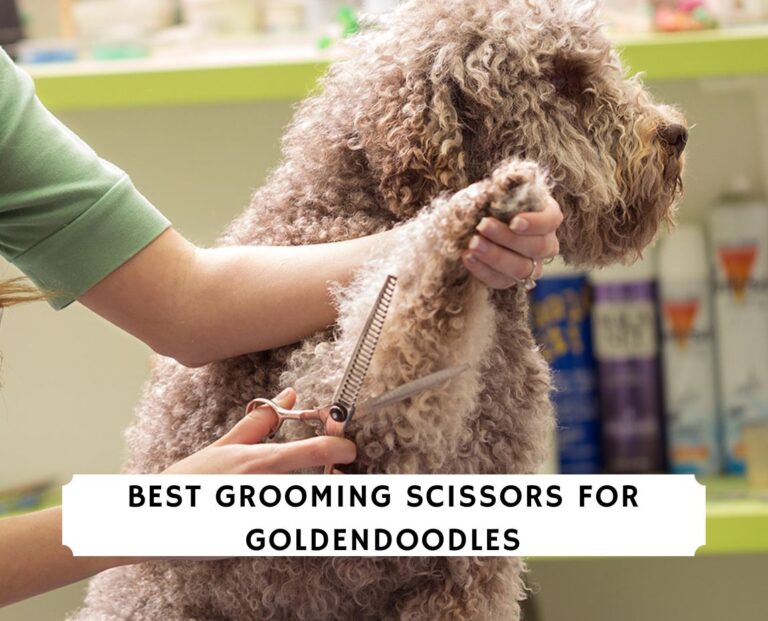 Best Grooming Scissors for Goldendoodles