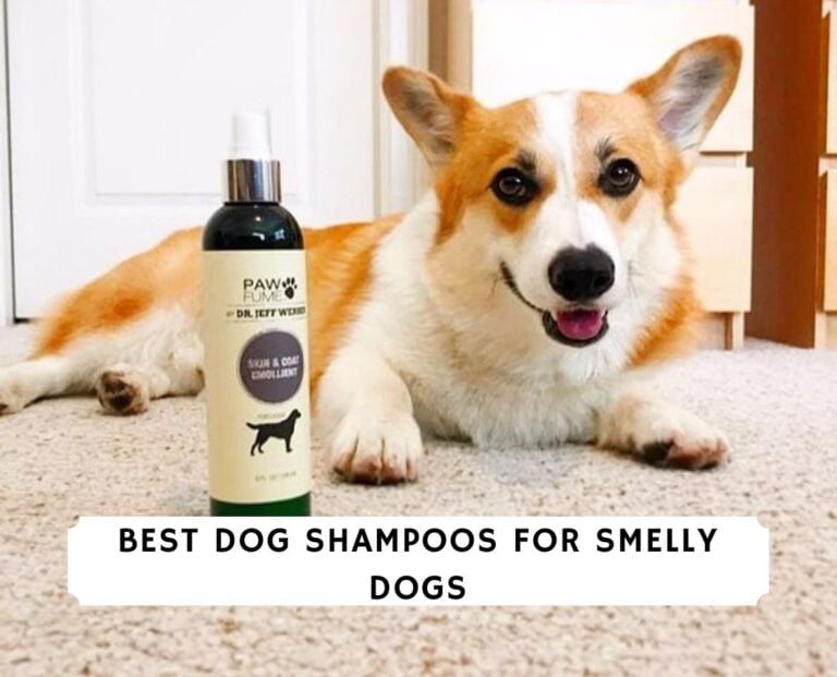 Best Dog Shampoos for Smelly Dogs
