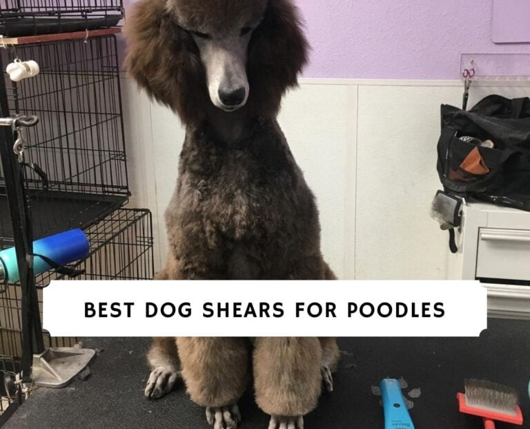 Best Dog Shears for Poodles