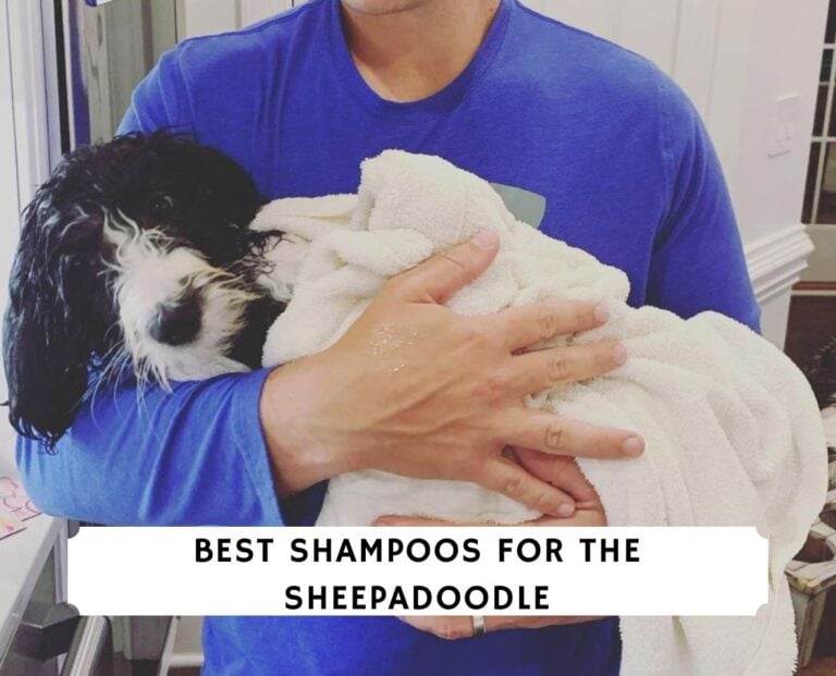 Best Shampoos for the Sheepadoodle
