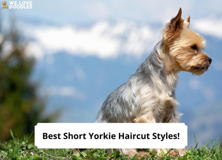 Best-Short-Yorkie-Haircut-Styles-template