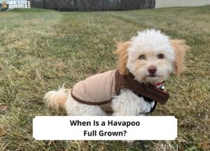 When-Is-a-Havapoo-Full-Grown-template