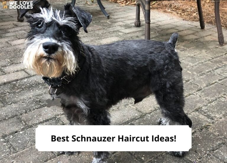 Best-Schnauzer-Haircut-Ideas-template