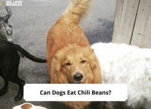 Can-Dogs-Eat-Chili-Beans-template