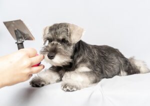 Can you comb a Schnauzer