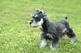 Classic Schnauzer Cut