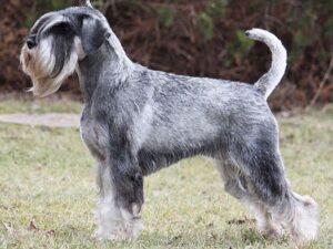 Curly Tail Cut