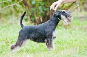 How To Choose The Best Schnauzer Haircut