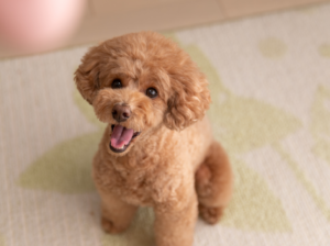 How do you groom a poodle for a teddy bear cut