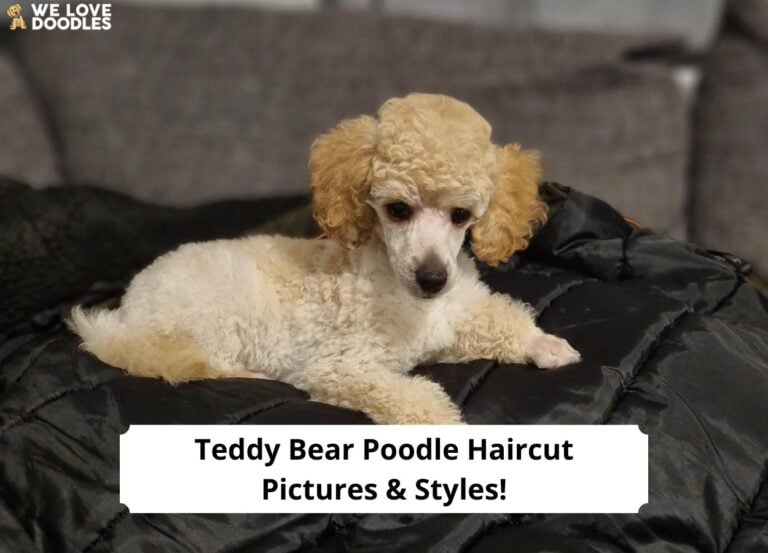 Teddy-Bear-Poodle-Haircut-Pictures-Styles-template