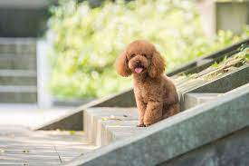 Teddy Bear Poodle Haircut Pictures & Styles