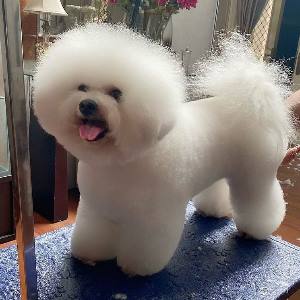 Good pin bruches for the bichon frise