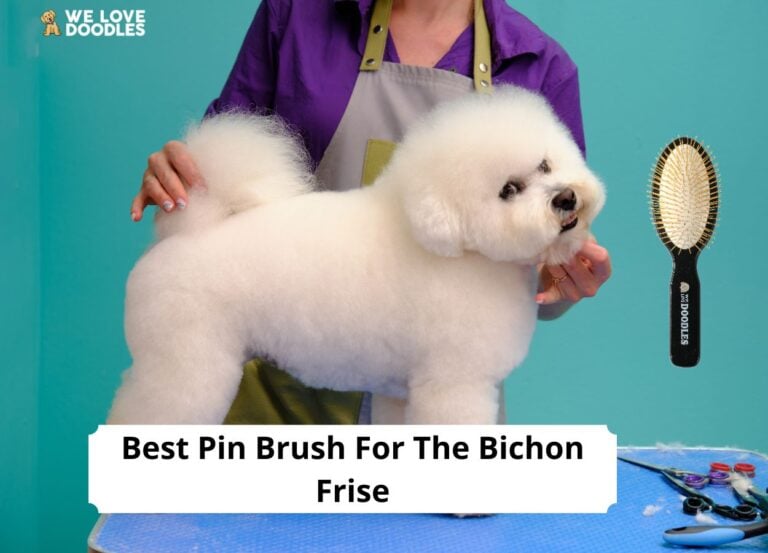 best pin brush bichon frise