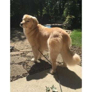 Conclusion For How Large is the Biggest Golden Retriever