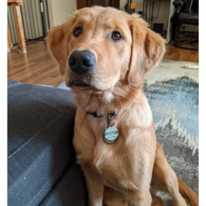 FAQs About Golden Retrievers