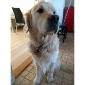 History of The Giant Golden Retriever