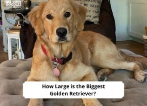 How Large is the Biggest Golden Retriever-tempalte