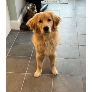 The Giant Breed Golden Retriever